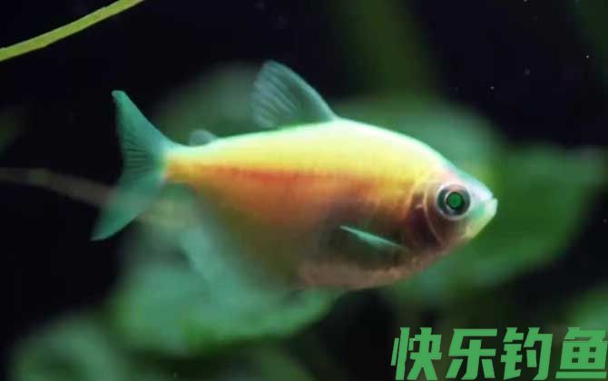 彩裙鱼