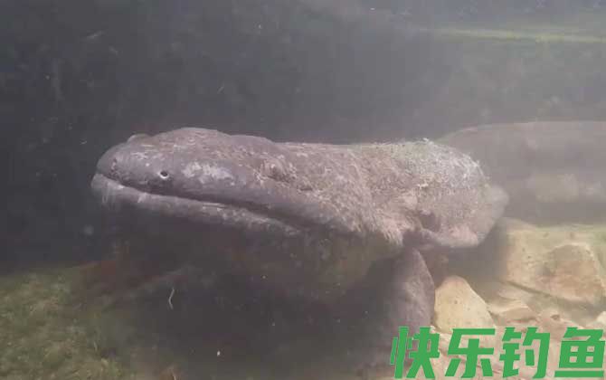 娃娃鱼