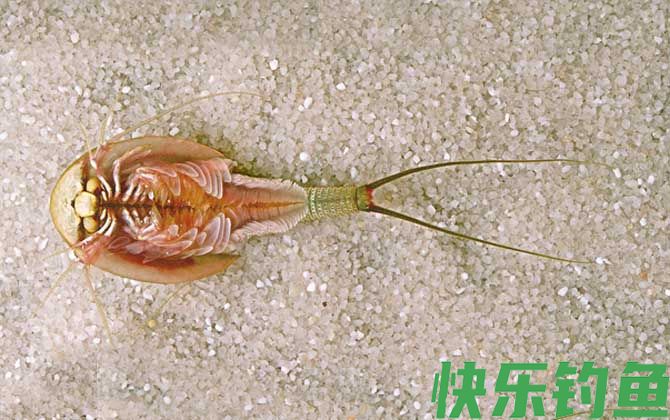 三眼恐龙虾