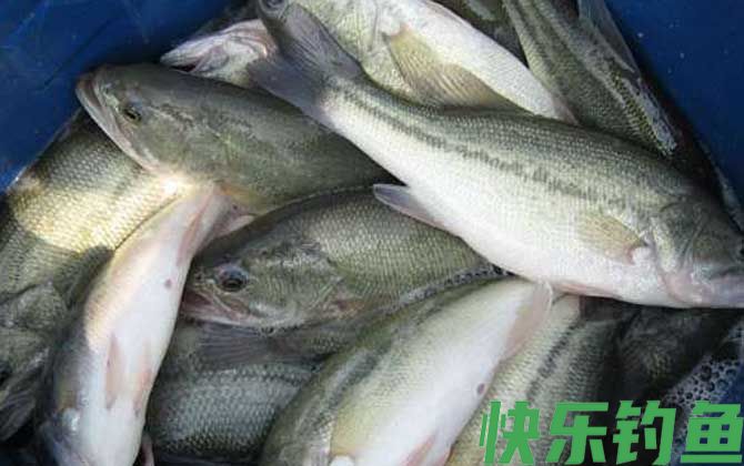 黑鲈