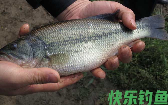黑鲈