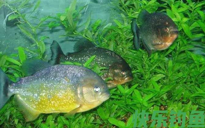 水虎鱼