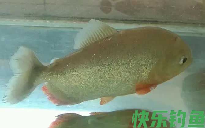 水虎鱼