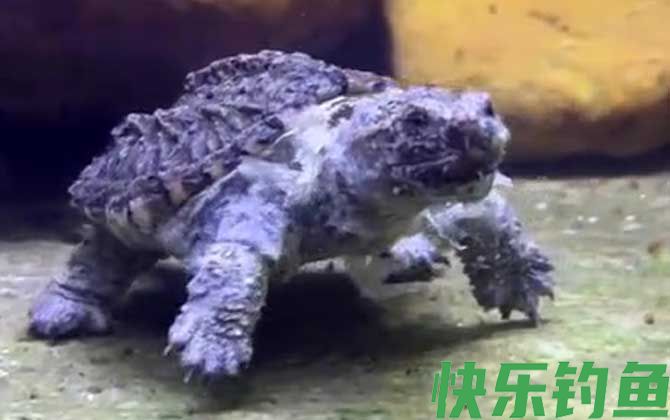 鳄龟
