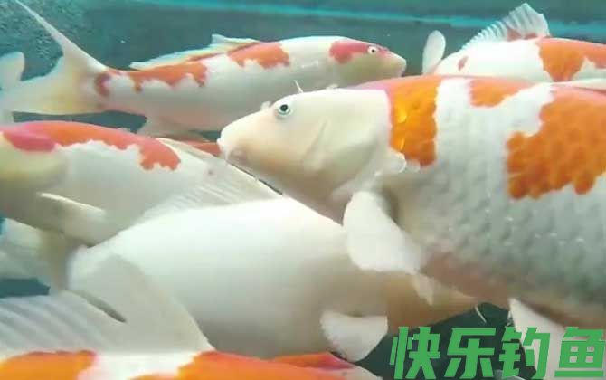 锦鲤