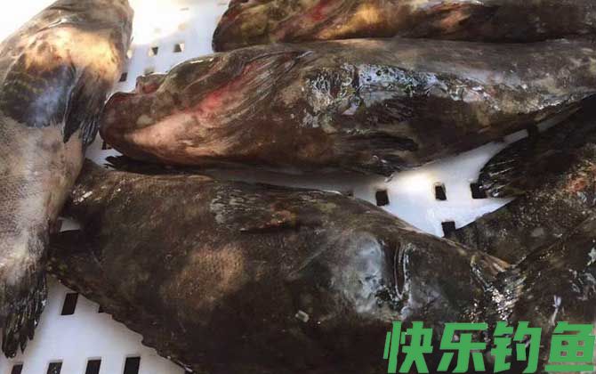 石斑鱼