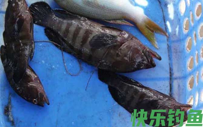 石斑鱼