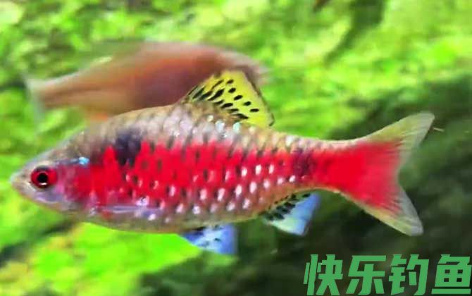 钻石彩虹鲫