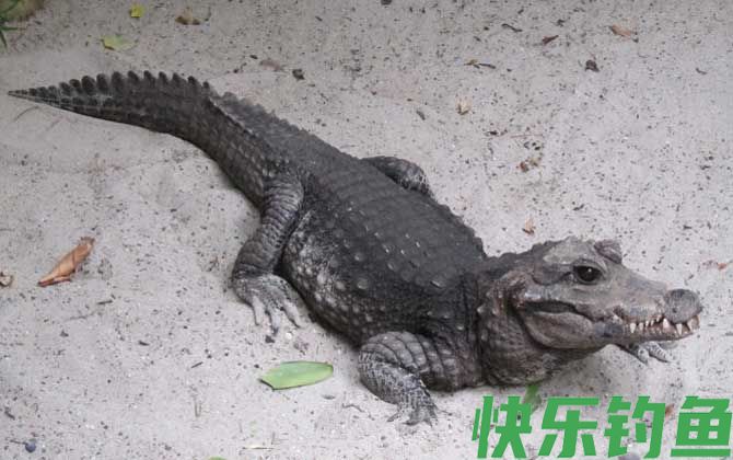 非洲侏儒鳄