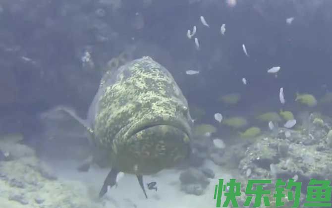 龙趸
