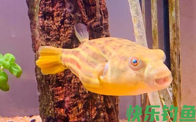 斑马狗头鱼