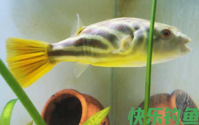 斑马狗头鱼
