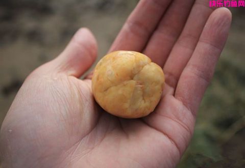 冬季钓鲢鳙3款自制饵料配方