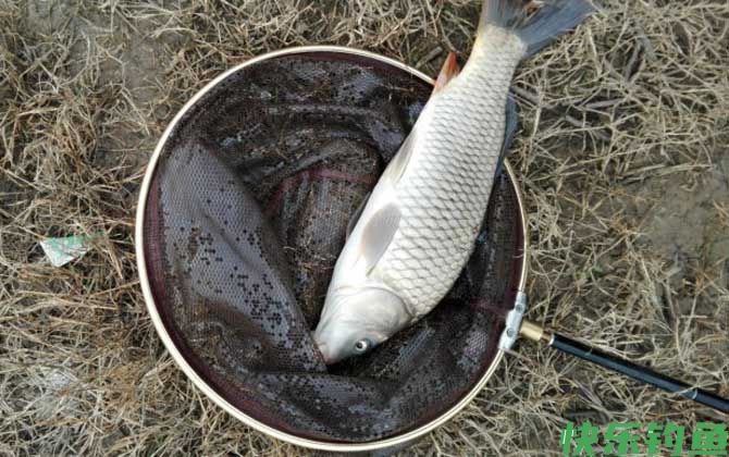 水库钓鲤鱼