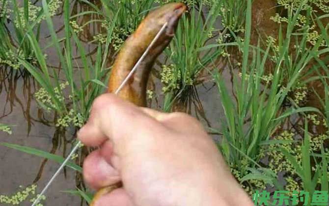 钓黄鳝