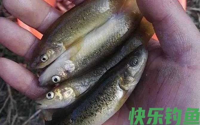 钓柳根鱼用什么打窝？