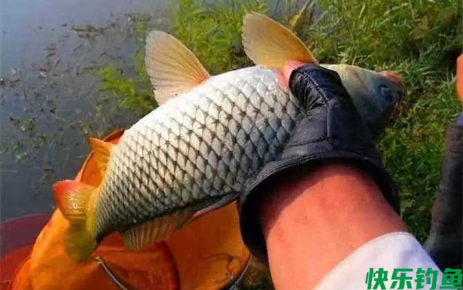 钓鲤鱼