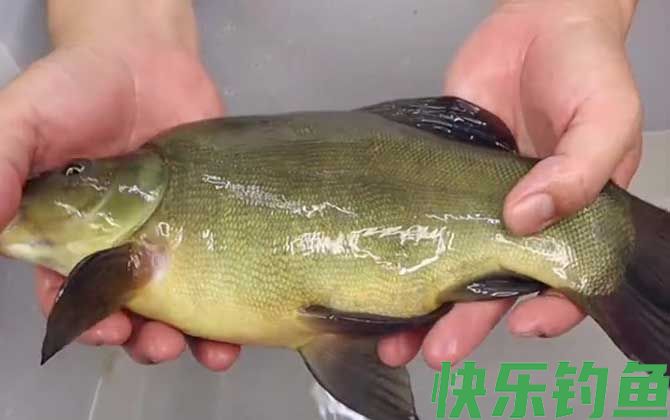 丁桂鱼