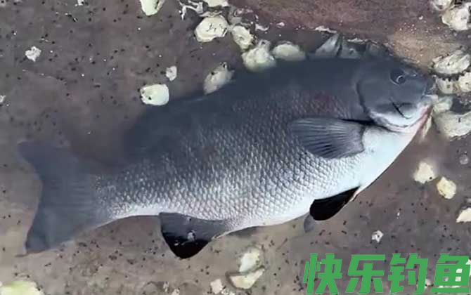 黑毛