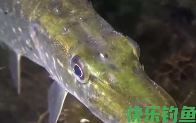 狗鱼
