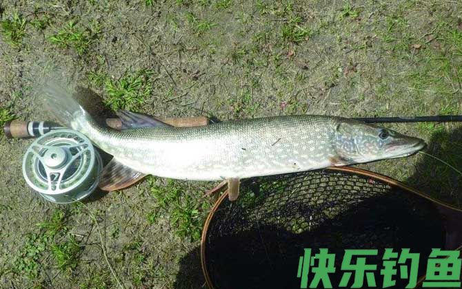 狗鱼