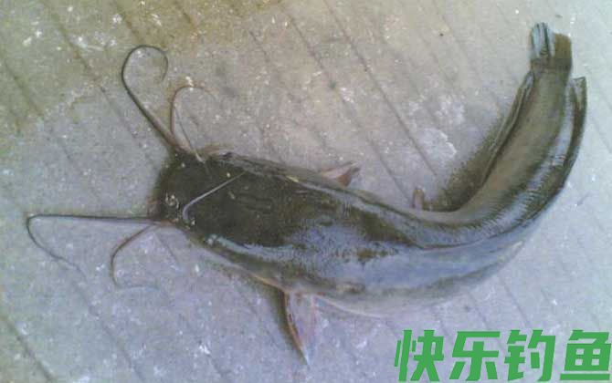 塘角鱼