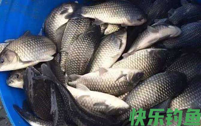 鲫鱼