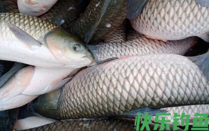 草鱼