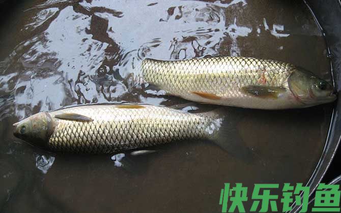 草鱼
