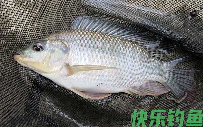 罗非鱼