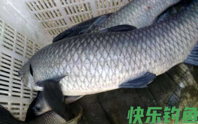 青鱼