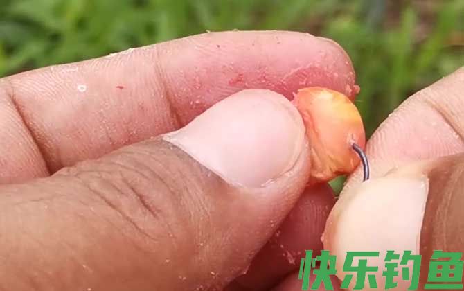 玉米钓鱼