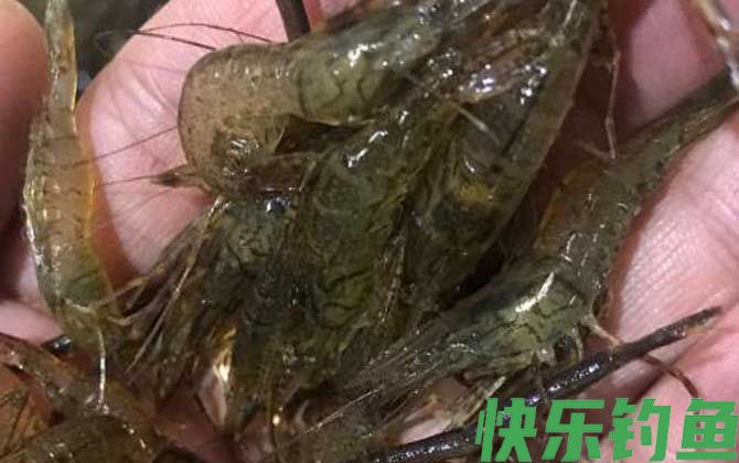 河虾
