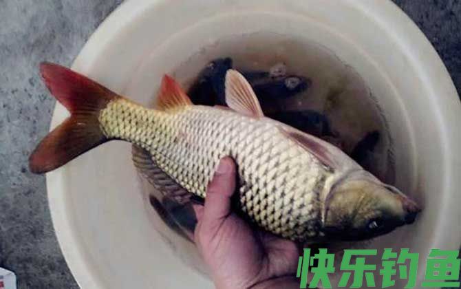 鲤鱼