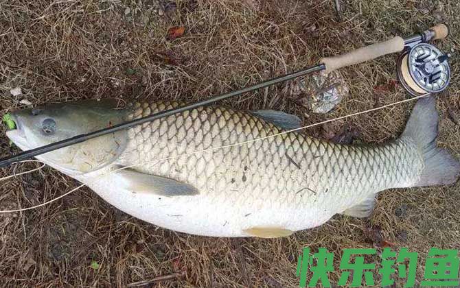青鱼
