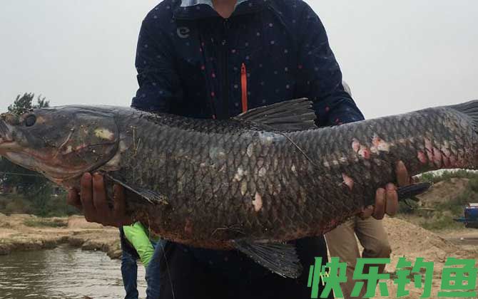 青鱼