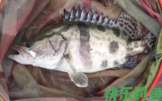 鳜鱼