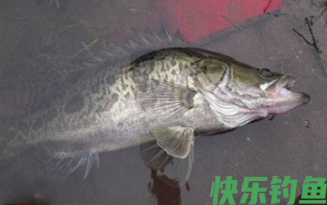 鳜鱼