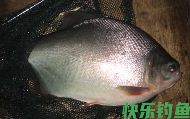 鲳鱼