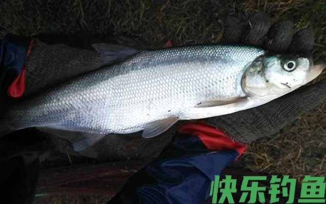路亚翘嘴