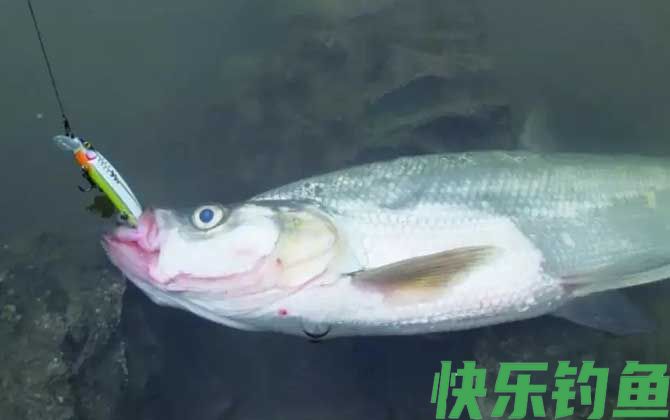 路亚翘嘴