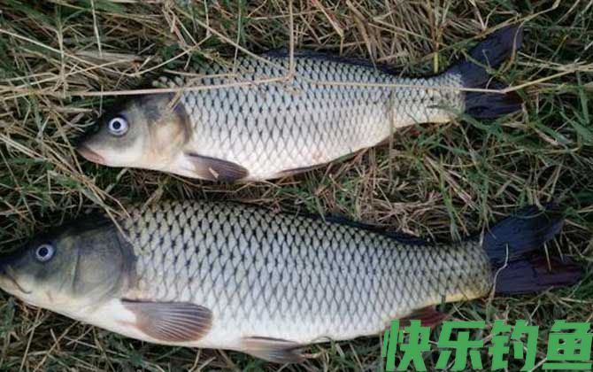 钓鲤鱼