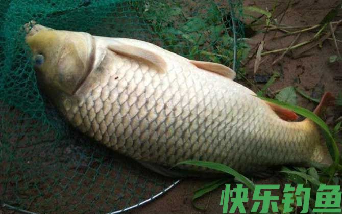 钓鲤鱼