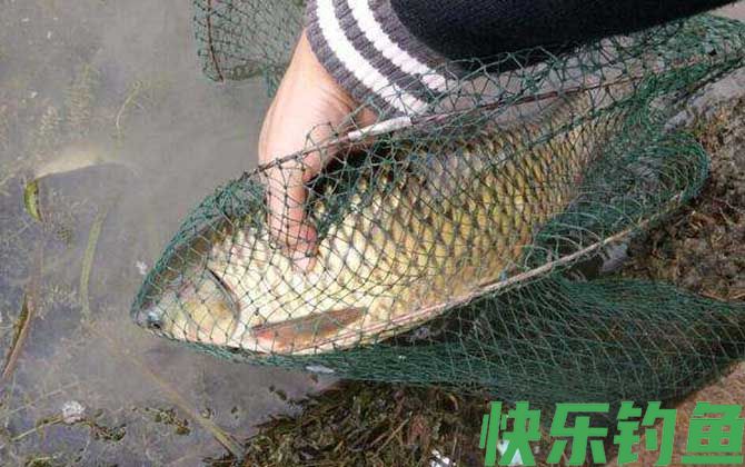 钓鲤鱼
