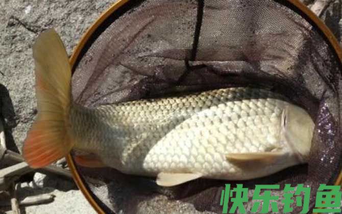 钓鲤鱼