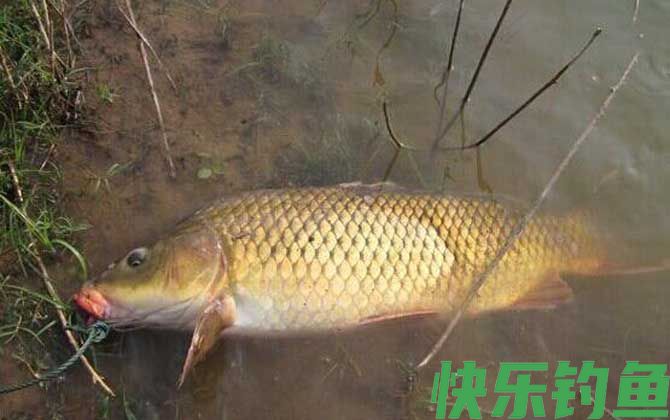 钓鲤鱼