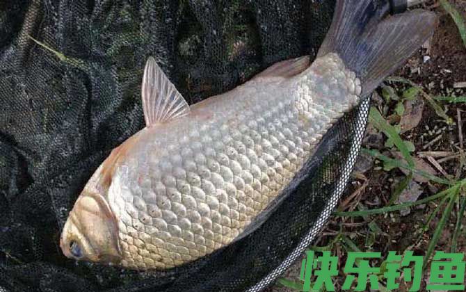水库钓鲫鱼钓多深水合适？