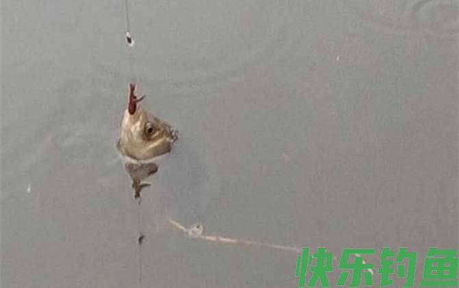 蚯蚓钓鱼