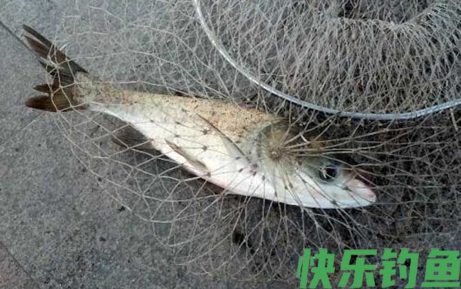 秋天钓鲢鳙