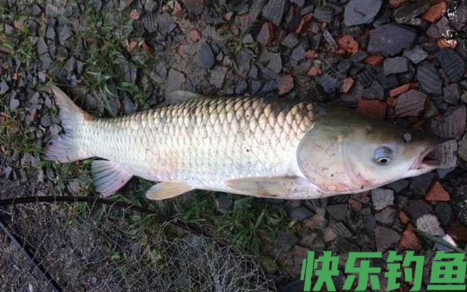 草鱼